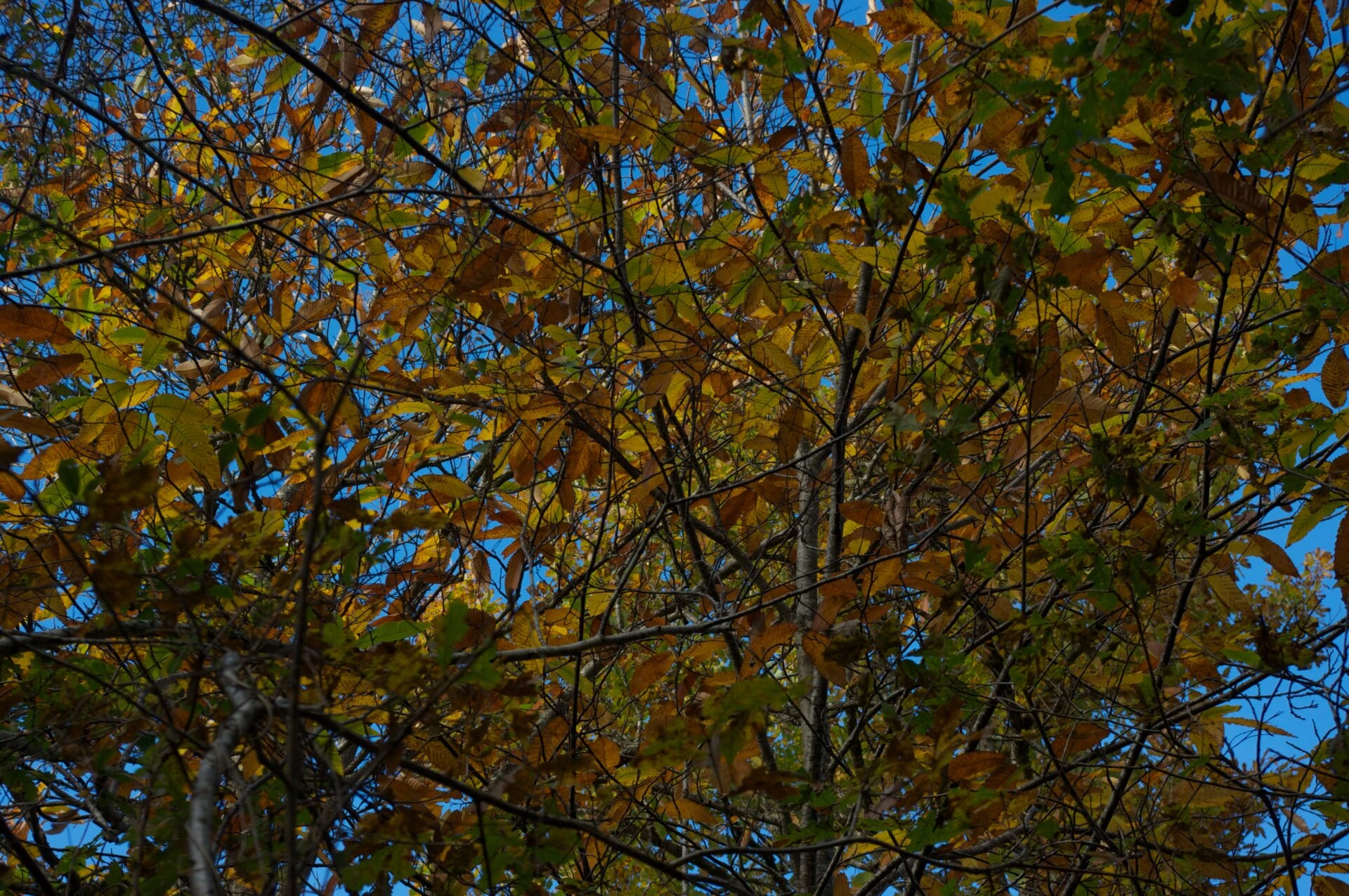 Couleurs d'automne