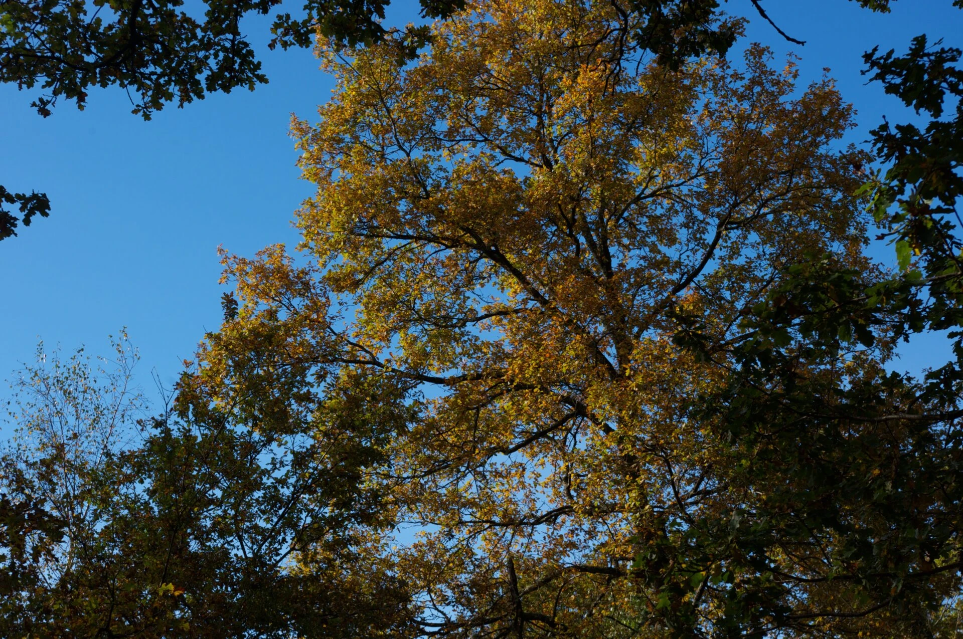 Couleurs d'automne #4