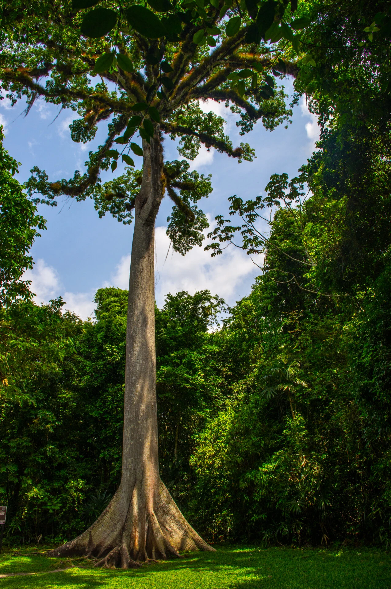 El arbol de la vida