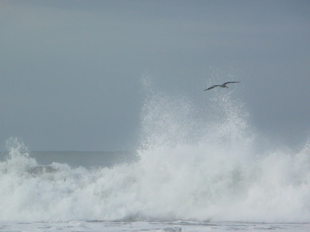 Flying Bird